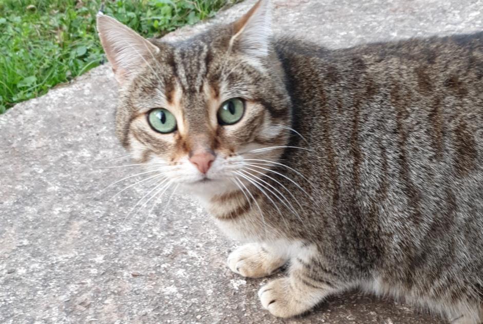 Disappearance alert Cat miscegenation  Female , 6 years Bédarieux France