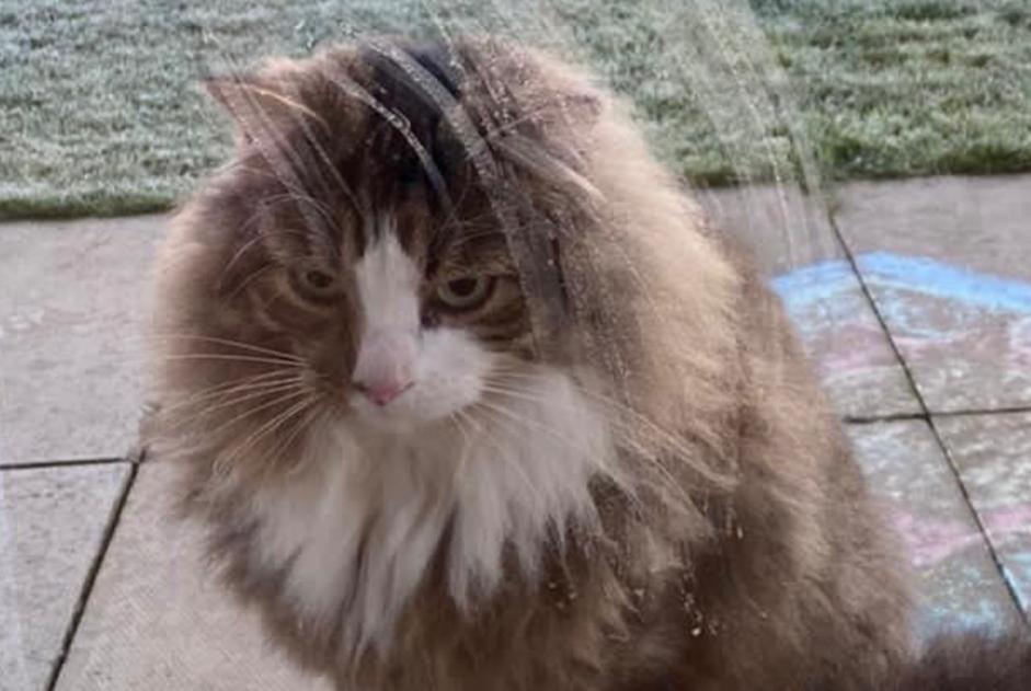 Disappearance alert Cat miscegenation  Male , 9 years Coquelles France