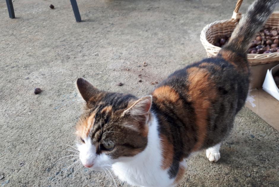 Discovery alert Cat miscegenation  Female Melle France