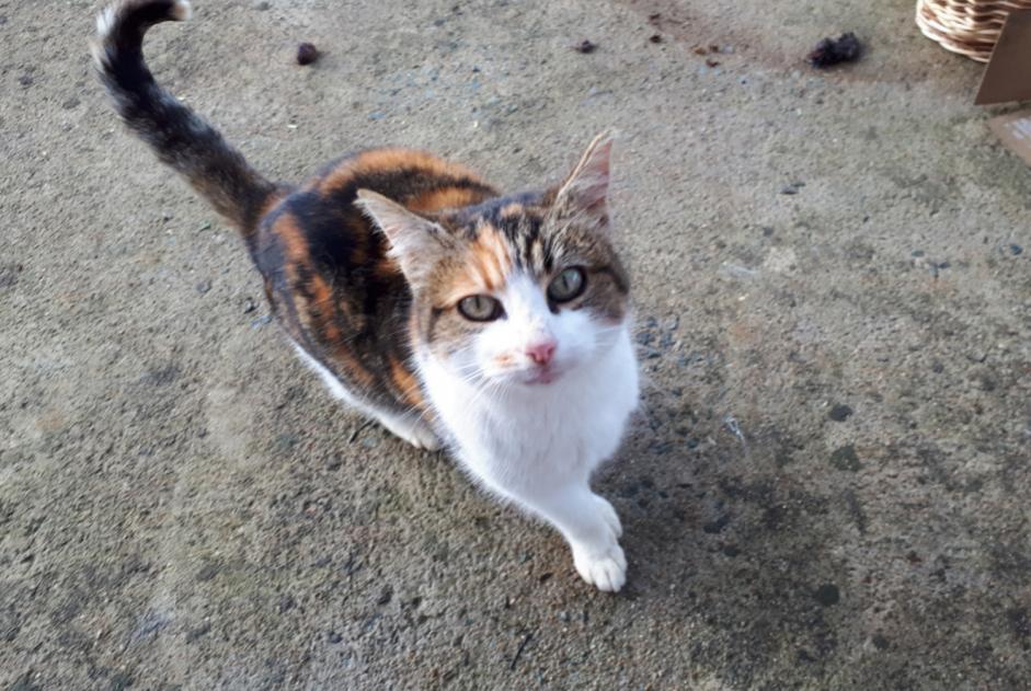 Discovery alert Cat miscegenation  Female Melle France