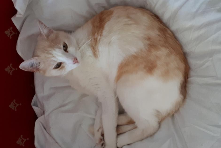 Disappearance alert Cat  Male , 9 years Hyères France