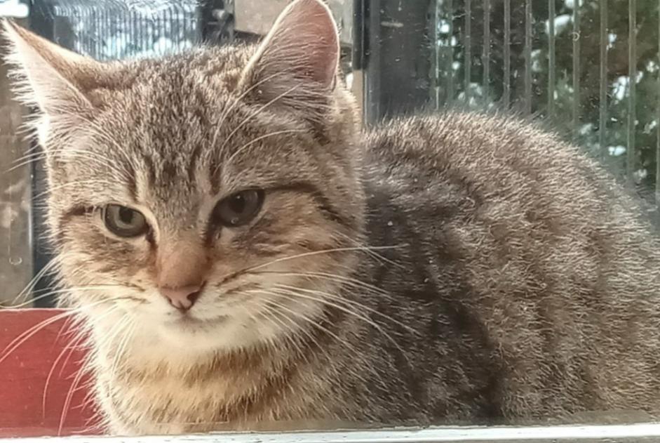 Discovery alert Cat miscegenation  Female Maîche France