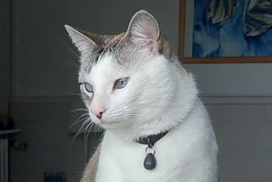 Disappearance alert Cat Male , 5 years Trébeurden France