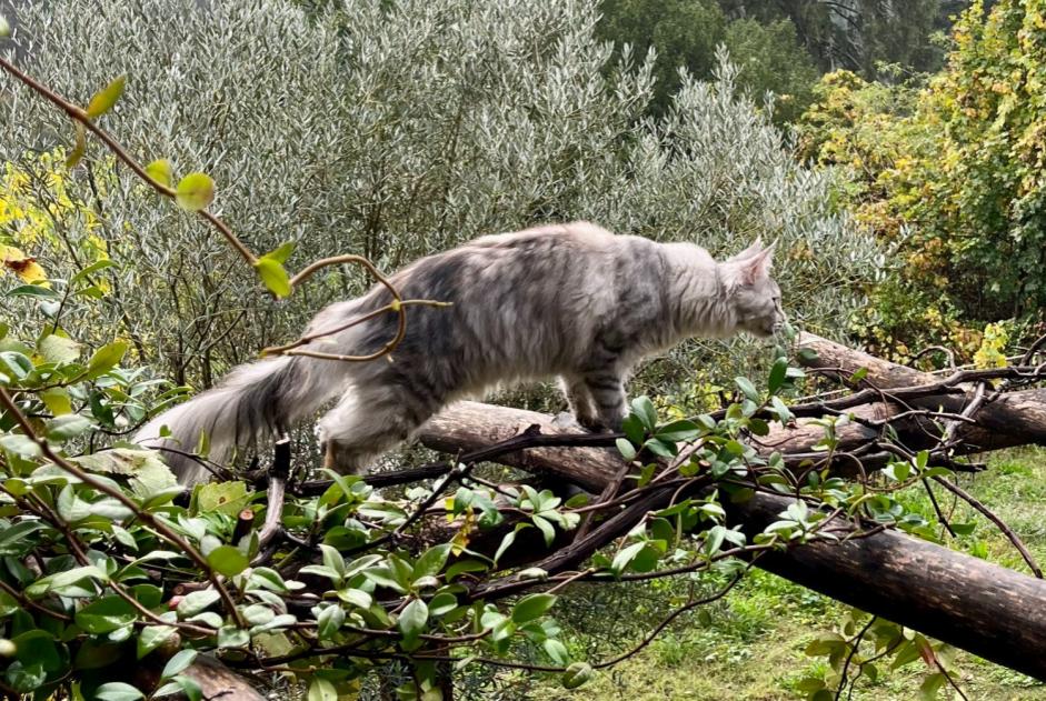 Disappearance alert Cat miscegenation  Female , 1 years Sébazac-Concourès France