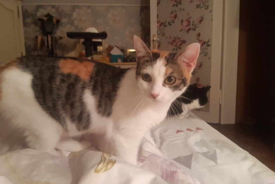 Disappearance alert Cat miscegenation  Female , 1 years Libercourt France