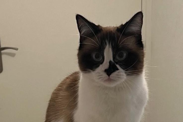 Disappearance alert Cat miscegenation  Female , 2 years Saint-André-de-Cubzac France