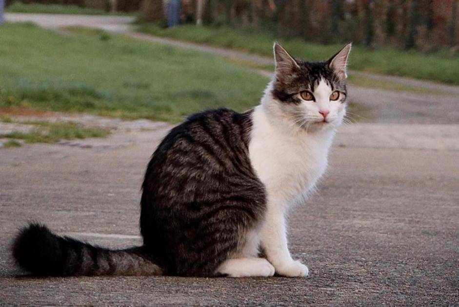 Disappearance alert Cat miscegenation  Male , 3 years Ploubazlanec France