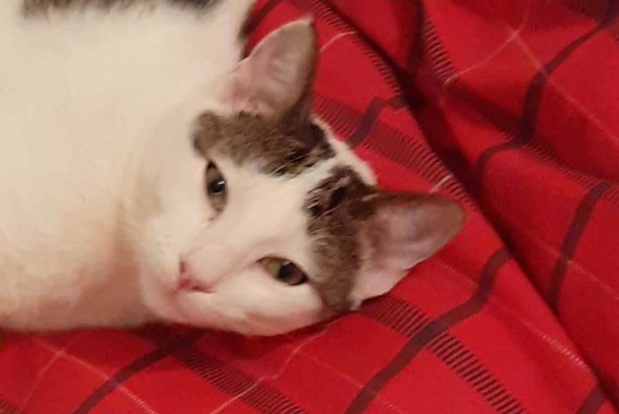 Disappearance alert Cat miscegenation  Male , 5 years Saint-Sulpice-la-Pointe France