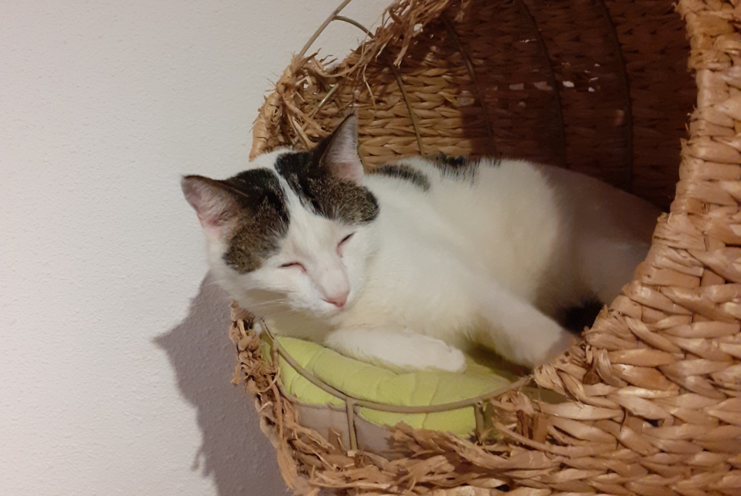 Disappearance alert Cat miscegenation  Male , 5 years Saint-Sulpice-la-Pointe France