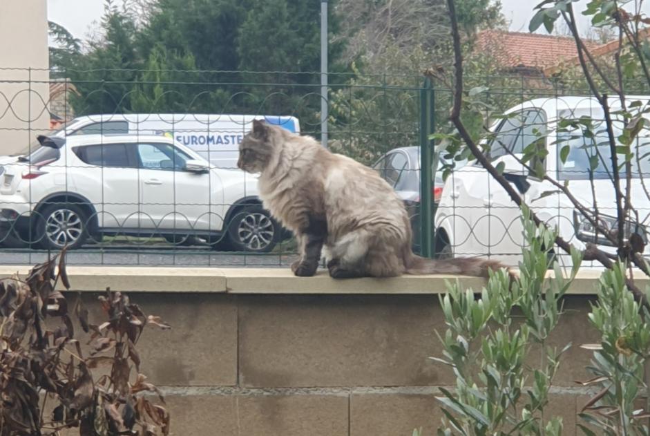 Disappearance alert Cat miscegenation  Male , 3 years Millau France