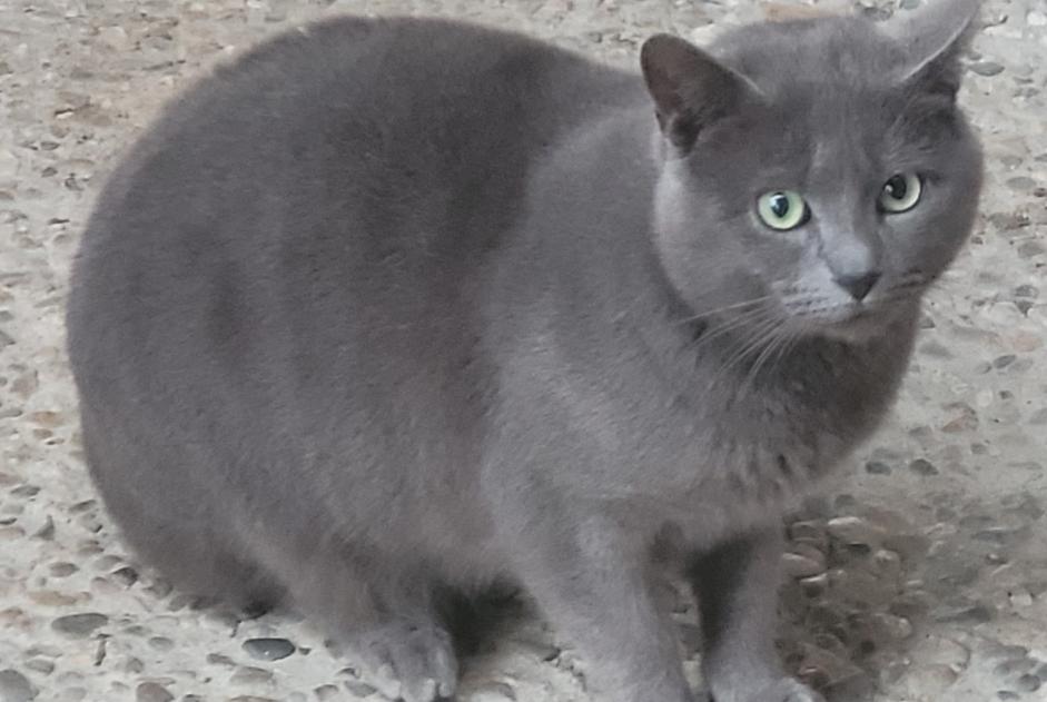 Discovery alert Cat miscegenation  Male Clairac France