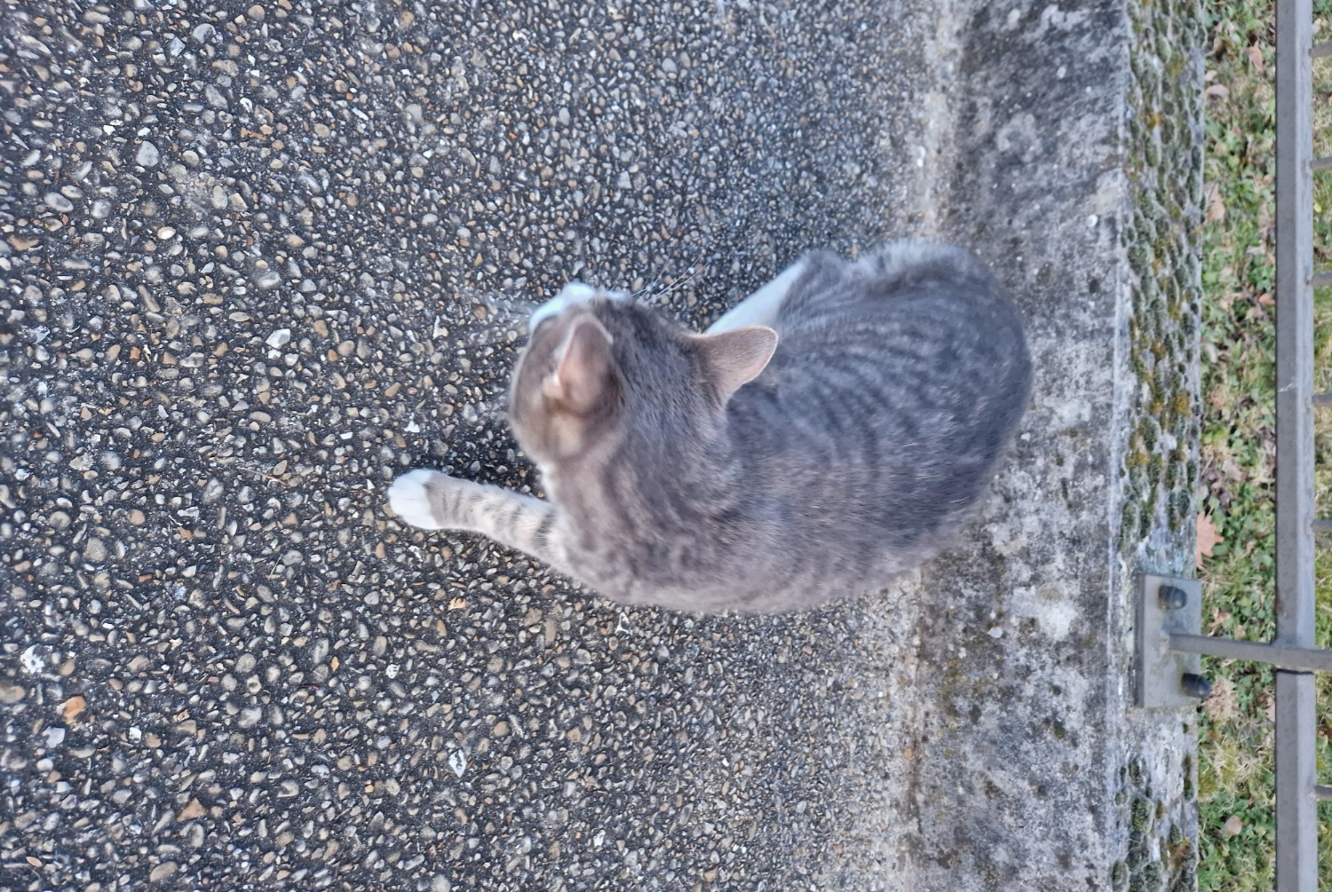 Discovery alert Cat Male , 2025 years Créteil France