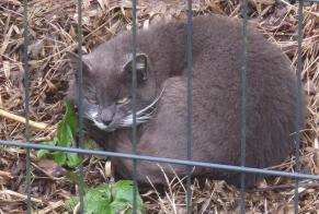 Discovery alert Cat Unknown Kervignac France