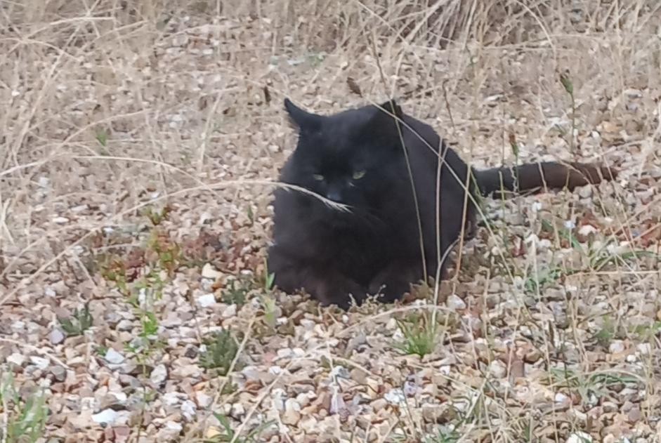 Disappearance alert Cat Male , 13 years Breteuil France