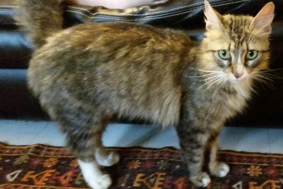 Alerta de Desaparición Gato Hembra , 7 años Reims Francia