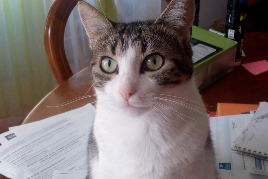 Alerta de Desaparición Gato  Hembra , 9 años Gours Francia