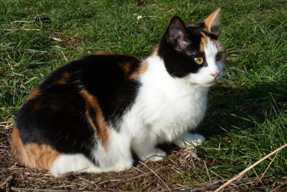 Alerta de Desaparición Gato Hembra , 9 años Compiègne Francia