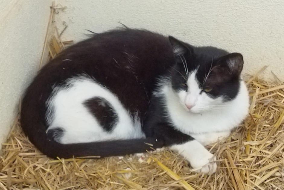 Alerta de Desaparición Gato  Macho , 7 años La Chapelle Francia