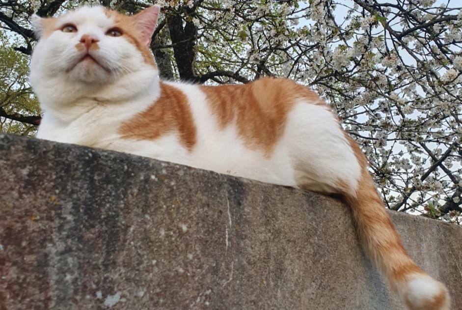 Alerta de Desaparición Gato Macho , 9 años Guignen Francia