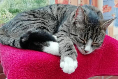 Alerta de Desaparición Gato  Hembra , 4 años Niergnies Francia