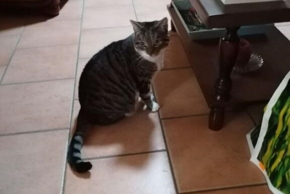 Alerta de Desaparición Gato cruce  Hembra , 5 años Sargé-lès-le-Mans Francia