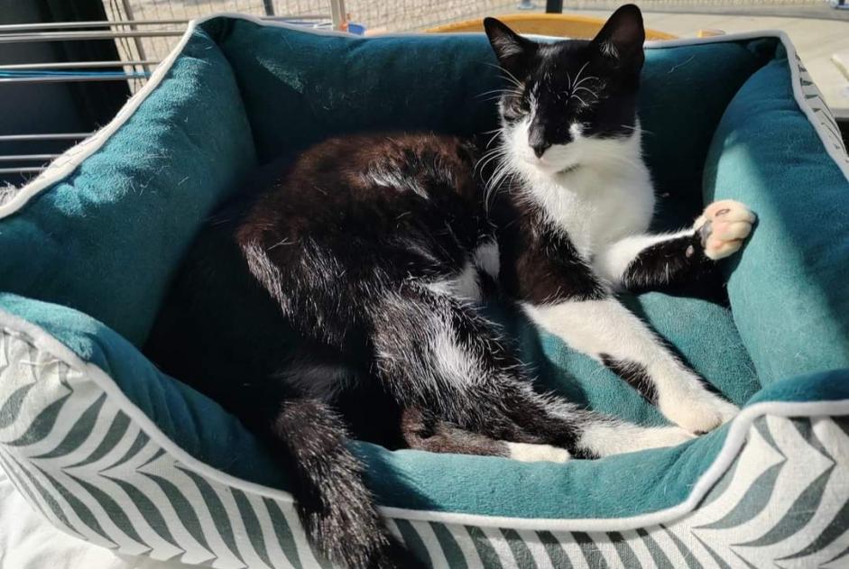 Alerta de Desaparición Gato  Macho , 3 años Morestel Francia