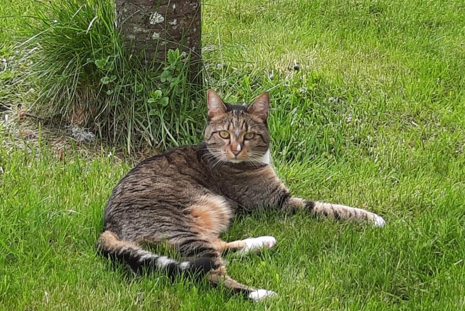 Alerta de Desaparición Gato cruce  Hembra , 4 años Marigny-l'Église Francia