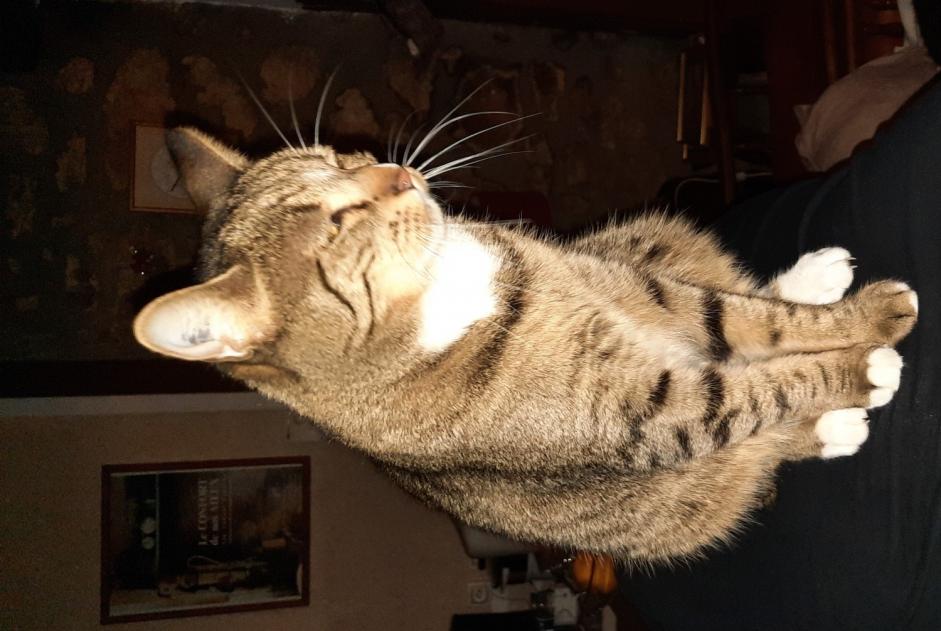 Alerta de Desaparición Gato cruce  Hembra , 4 años Marigny-l'Église Francia