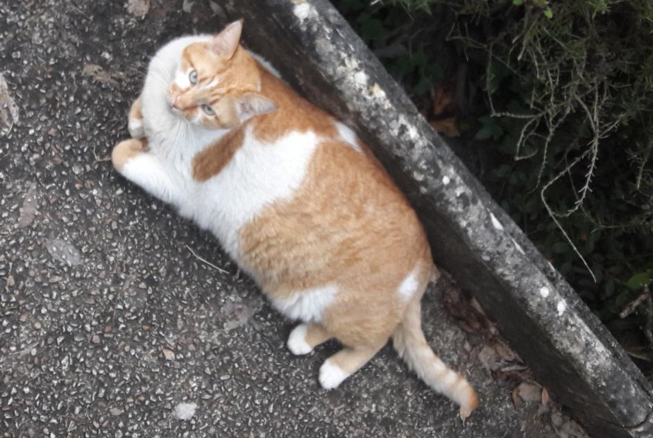 Alerta de Desaparición Gato Macho , 7 años Albi Francia