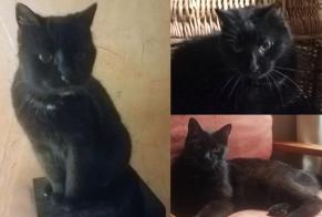 Alerta de Desaparición Gato Hembra , 16 años Marigny-en-Orxois Francia