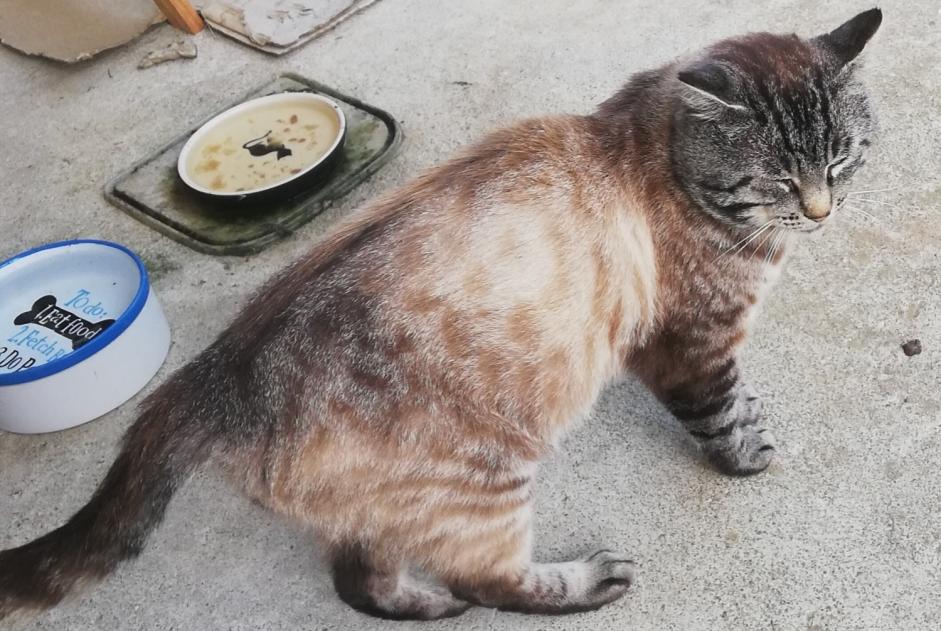 Alerta de Desaparición Gato  Macho , 4 años Lanvollon Francia