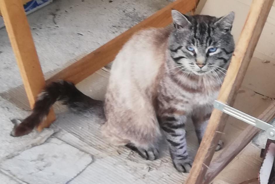 Alerta de Desaparición Gato  Macho , 4 años Lanvollon Francia