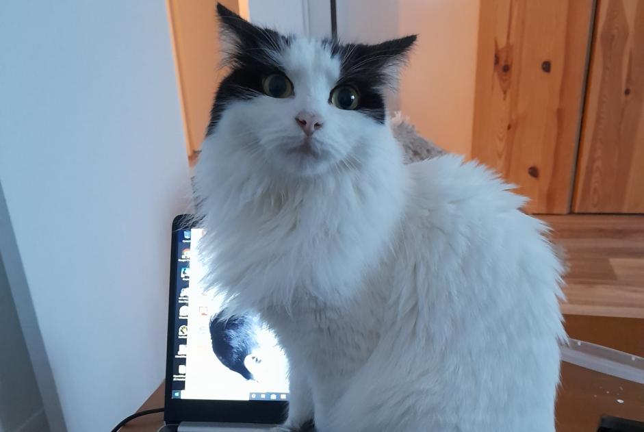 Alerta de Desaparición Gato cruce  Hembra , 4 años Maisoncelles-en-Brie Francia