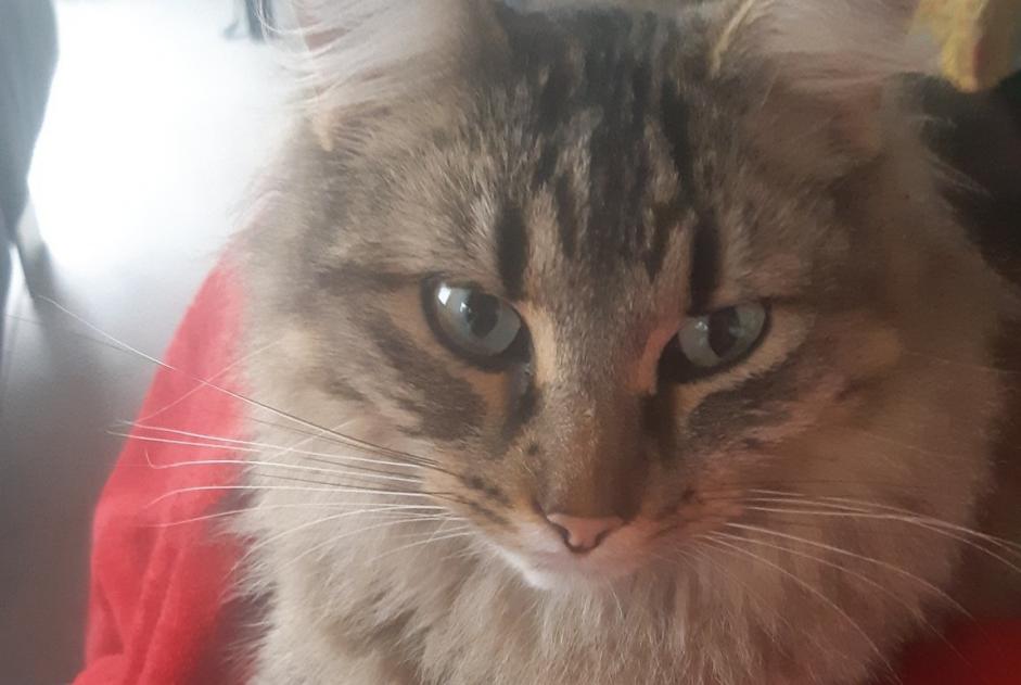 Alerta de Desaparición Gato cruce  Macho , 2 años Theys Francia