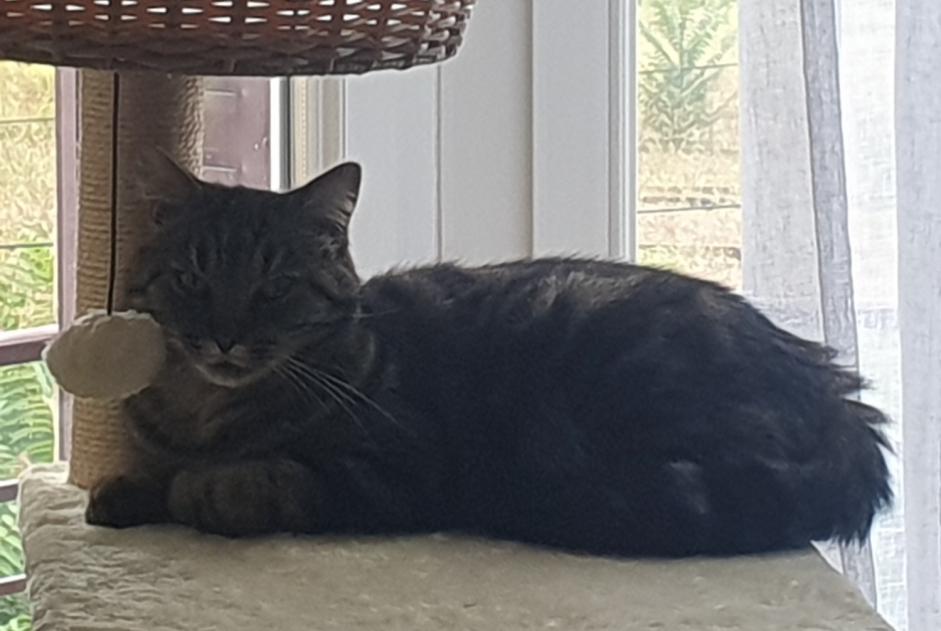 Alerta de Desaparición Gato  Macho , 5 años Montluçon Francia