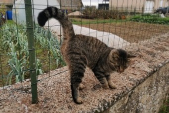 Alerta de Hallazgo Gato Desconocido Villemaury Francia