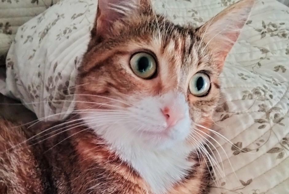 Alerta de Desaparición Gato Hembra , 1 años Massy Francia