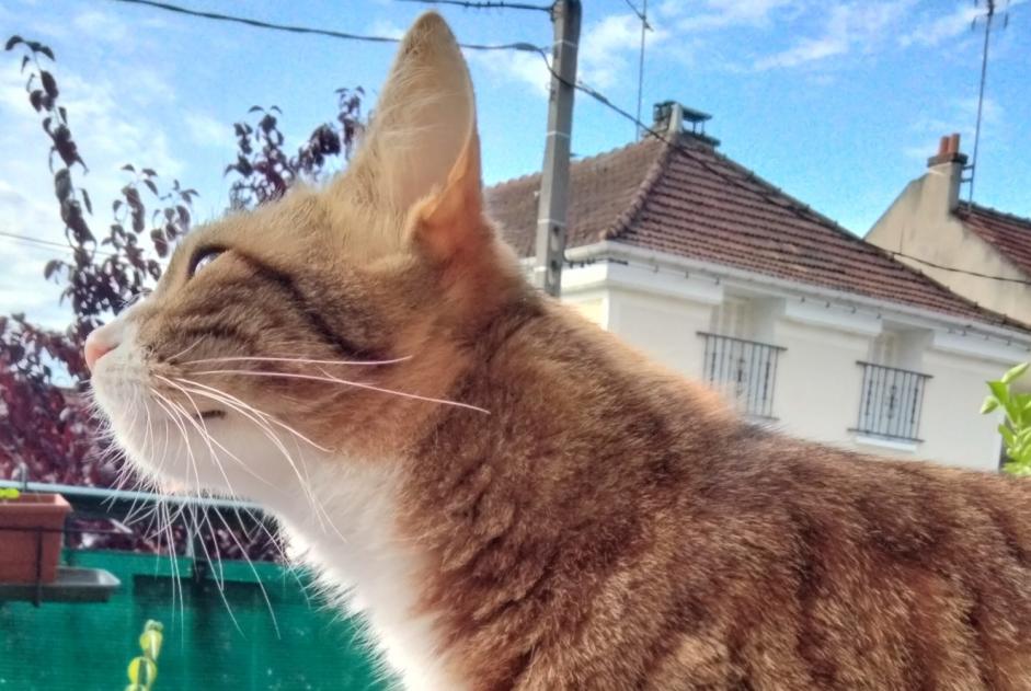 Alerta de Desaparición Gato Hembra , 1 años Massy Francia