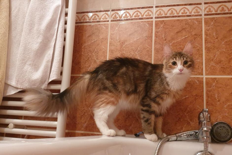 Alerta de Desaparición Gato  Hembra , 5 años Grigny Francia