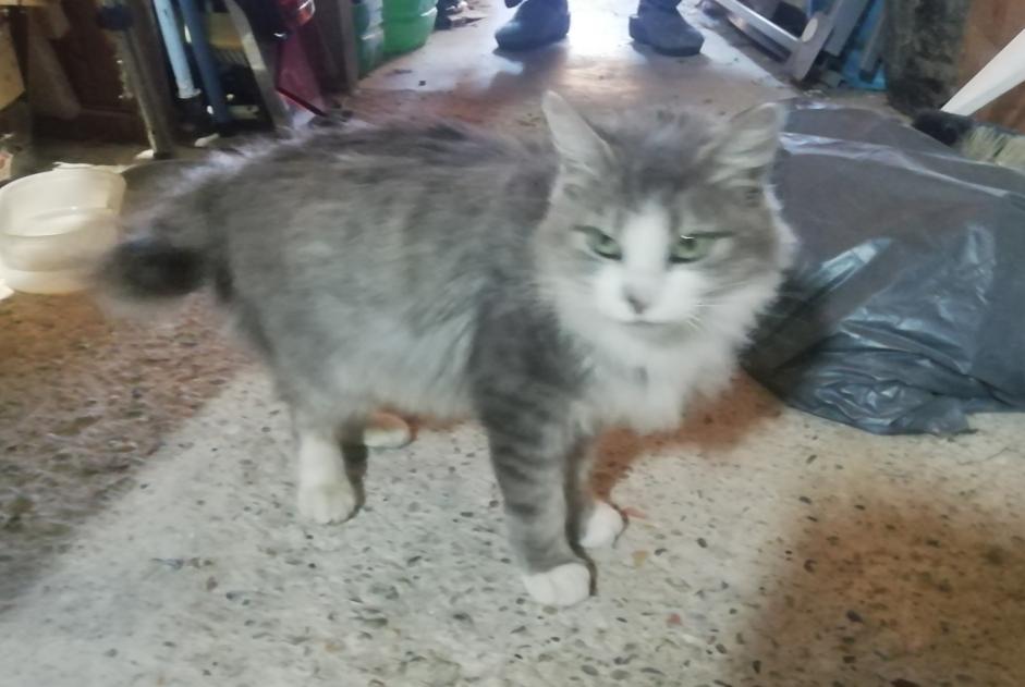 Alerta de Hallazgo Gato cruce  Hembra , 2 años Mirepoix Francia