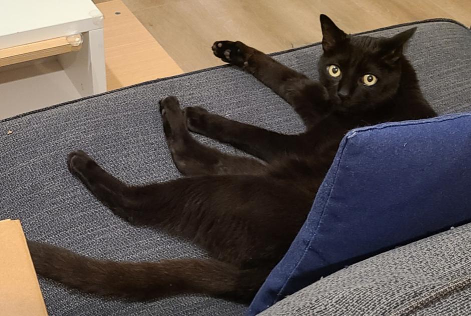 Alerta de Desaparición Gato  Macho , 10 años Montpellier Francia