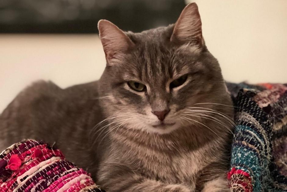 Alerta de Desaparición Gato Macho , 2 años Cogolin Francia