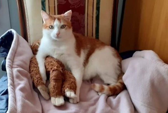 Alerta de Desaparición Gato cruce  Macho , 10 años Saint-Laurent-sur-Mer Francia