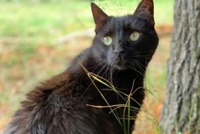 Alerta de Desaparición Gato Macho , 10 años Bastelicaccia Francia