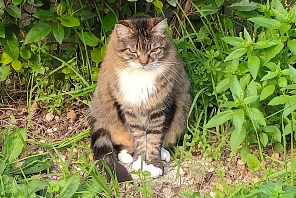 Alerta de Hallazgo Gato Desconocido Marseille Francia