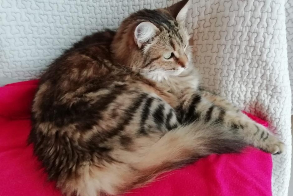 Alerta de Desaparición Gato cruce  Macho , 5 años Capdenac-Gare Francia