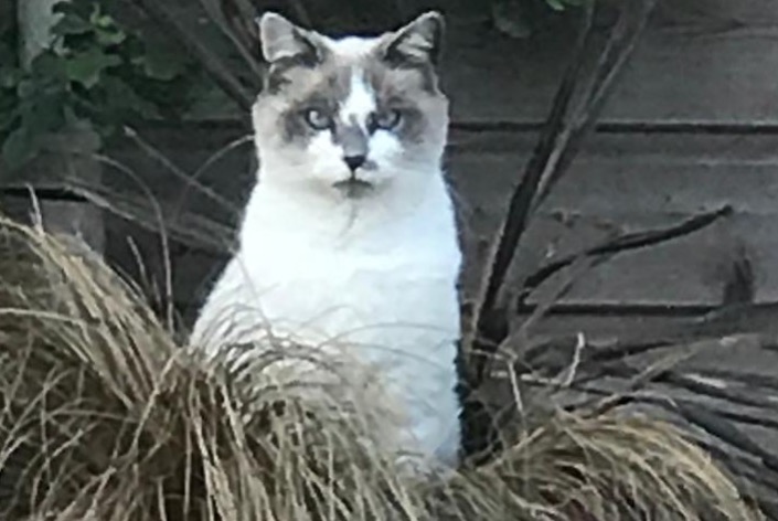 Alerta de Desaparición Gato cruce  Macho , 11 años La Ferté-Saint-Aubin Francia