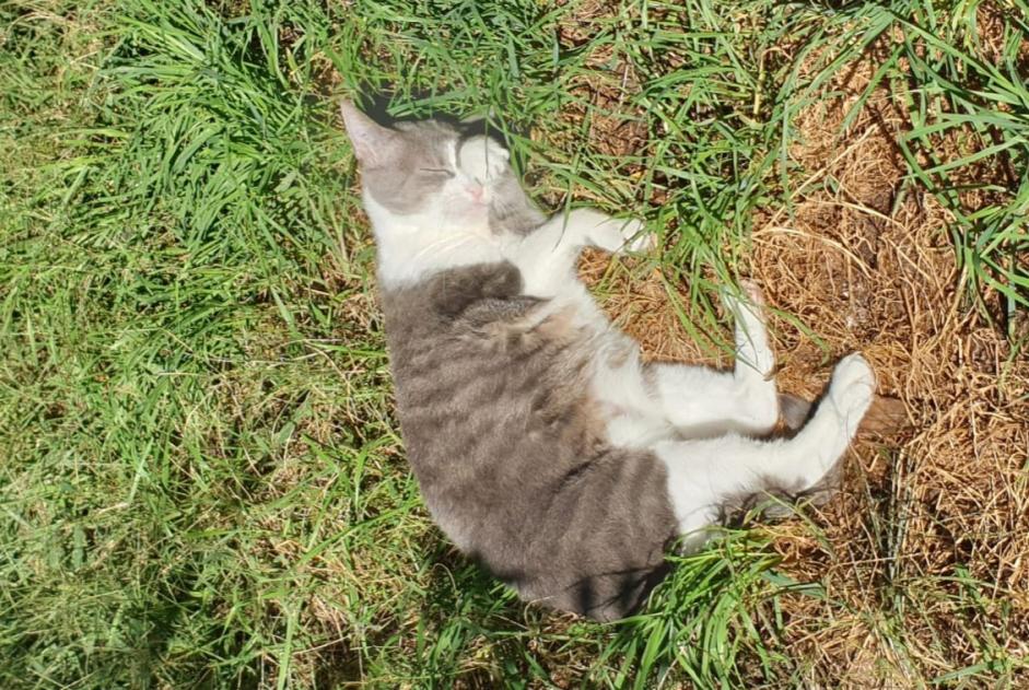 Alerta de Desaparición Gato Hembra , 15 años Gradignan Francia