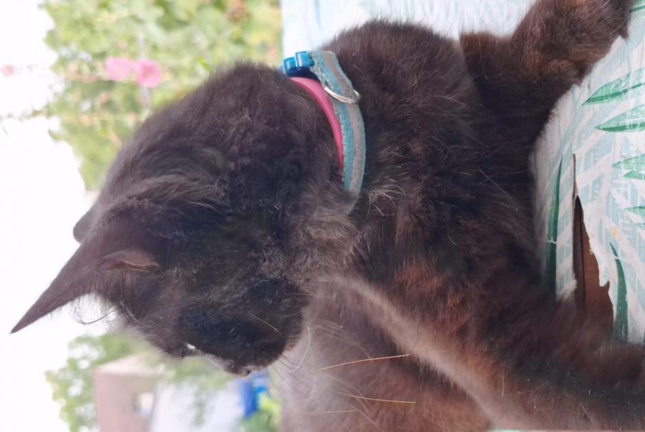 Alerta de Desaparición Gato  Macho , 1 años Rosny-sur-Seine Francia