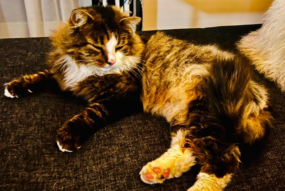 Alerta de Desaparición Gato cruce  Macho , 9 años Coquelles Francia